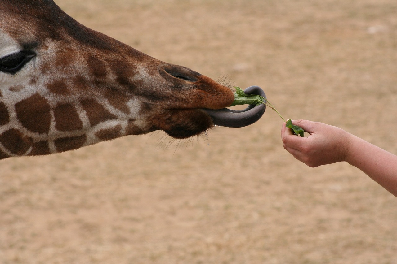 giraffe tong eating free photo