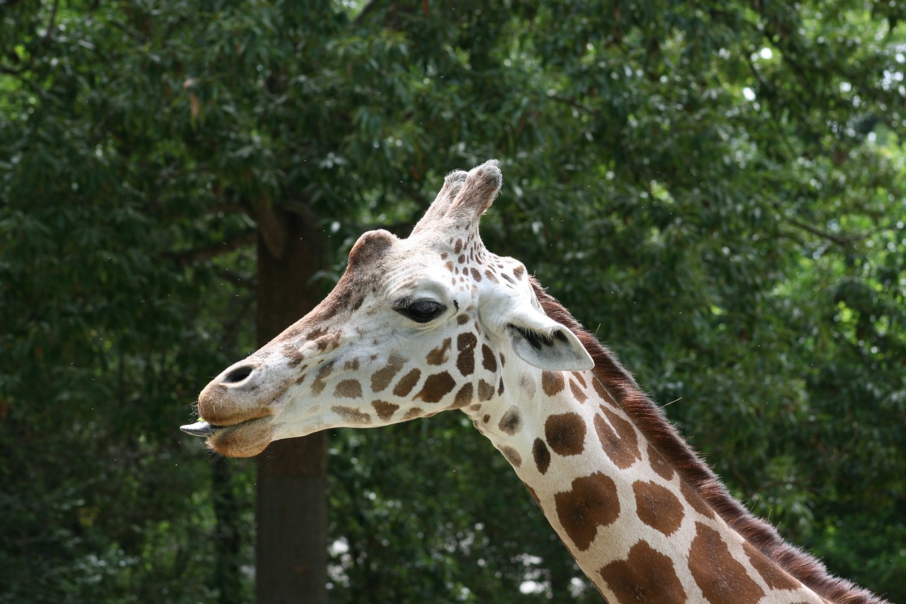 giraffe african mammal free photo