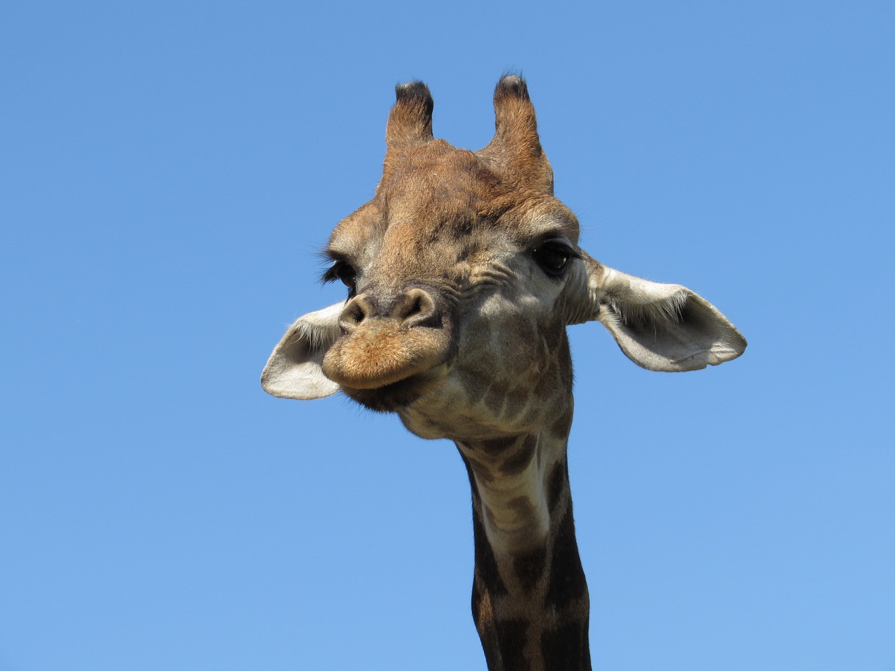 giraffe animal animals free photo