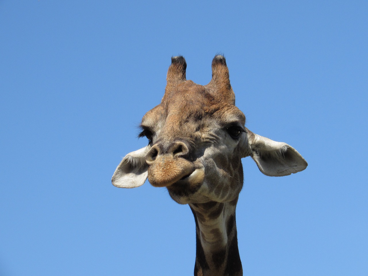 giraffe animal animals free photo