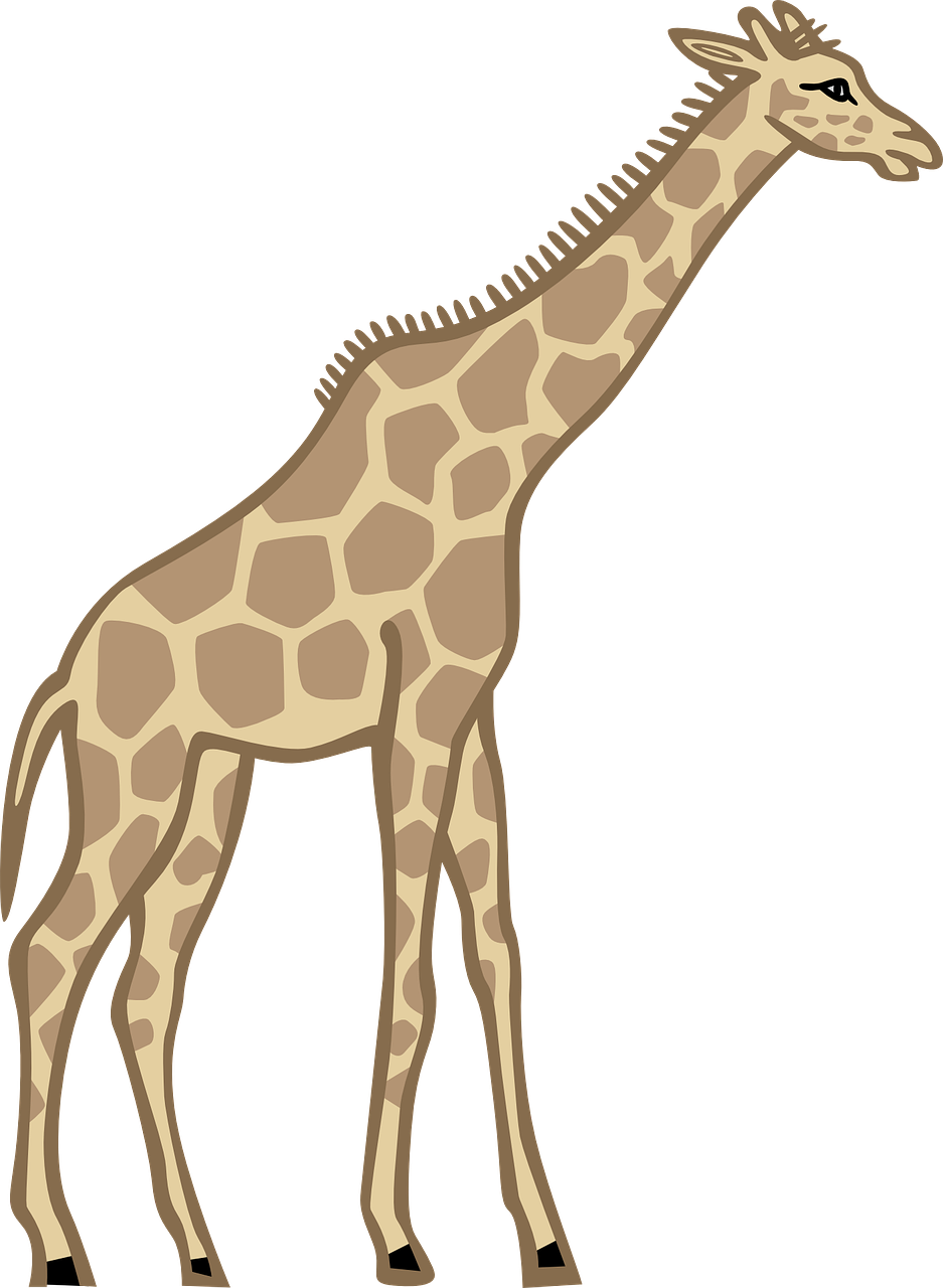 giraffe standing animal free photo