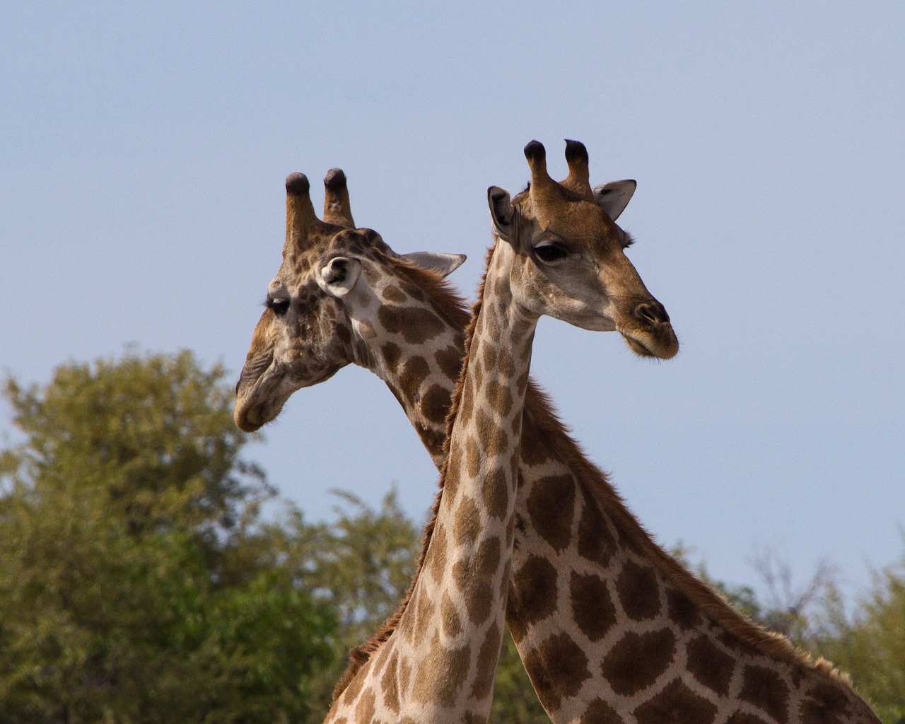 giraffe animal world mammal free photo