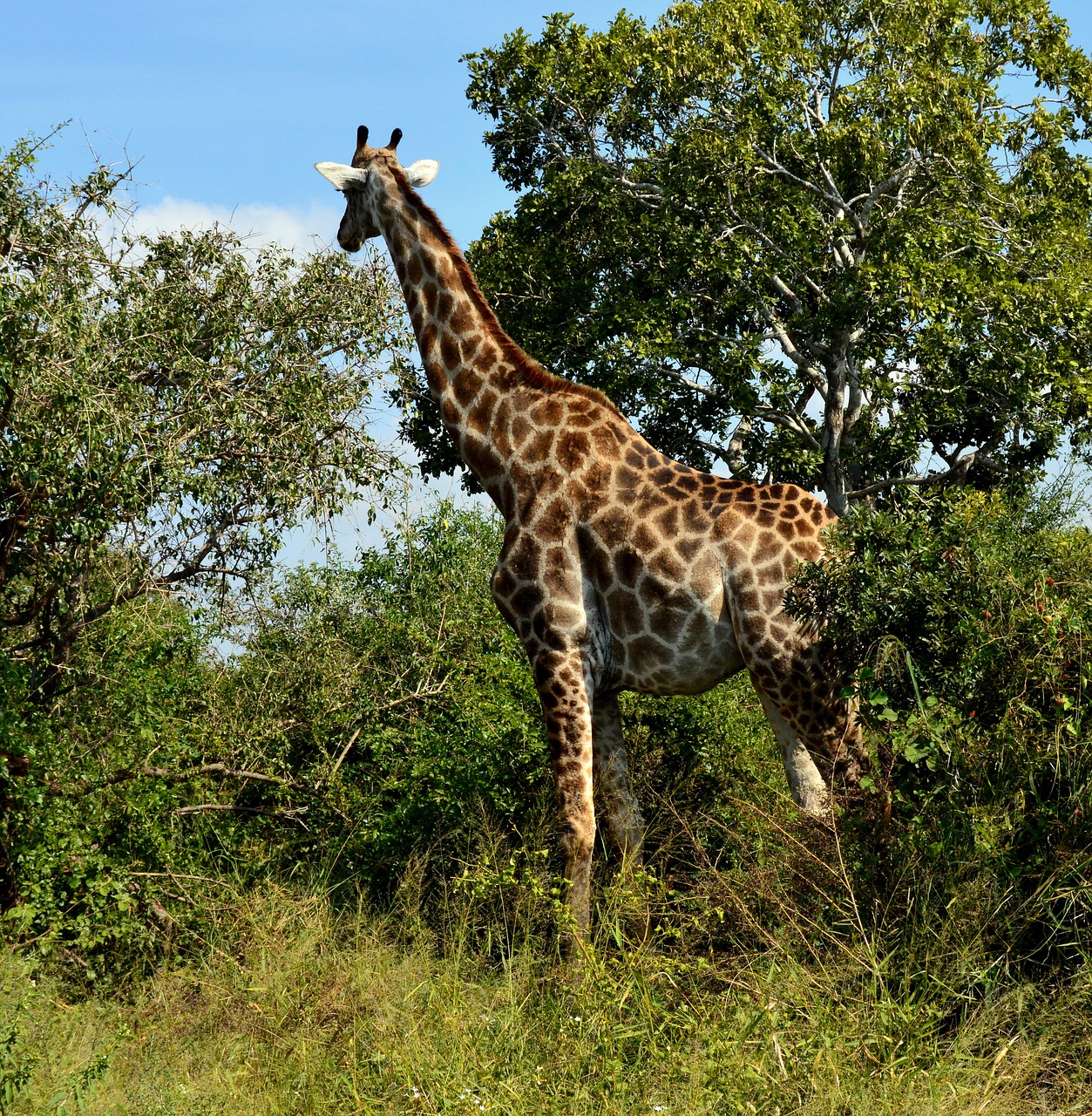 giraffe wildlife tallest free photo