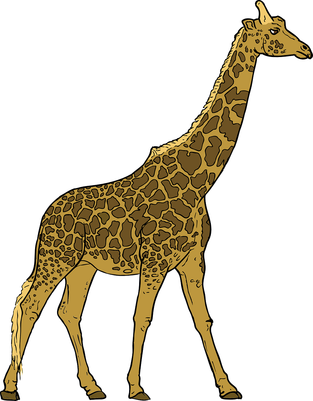 giraffe animal mammal free photo