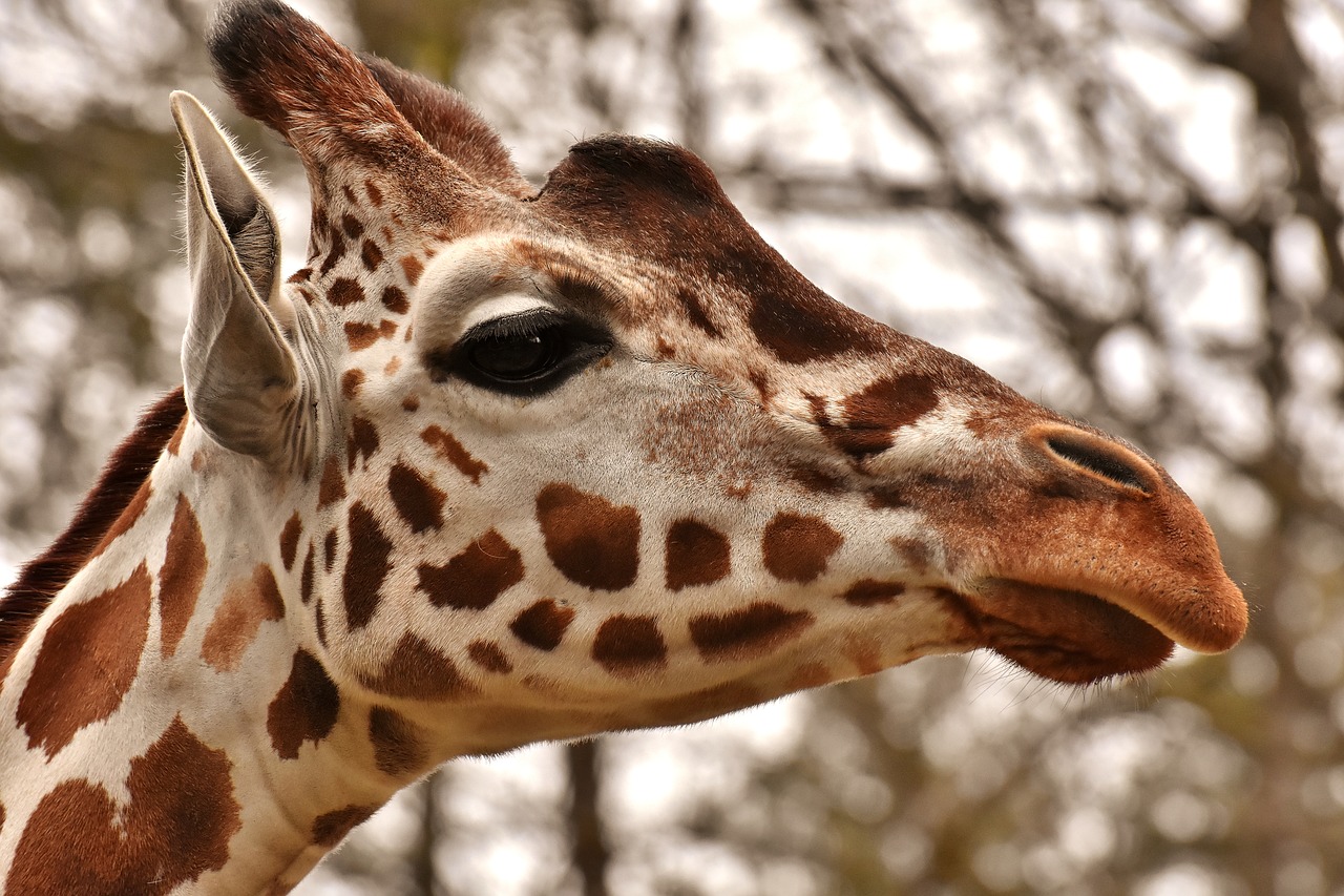 giraffe  zoo  animal free photo