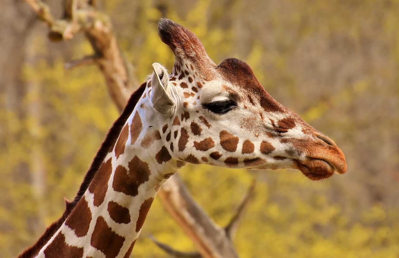 giraffe  zoo  animal free photo