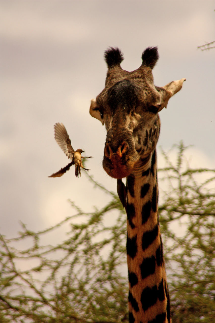 giraffe bird friends free photo