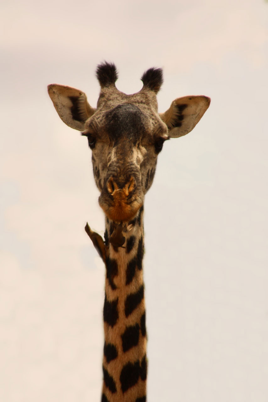 giraffe bird friends free photo