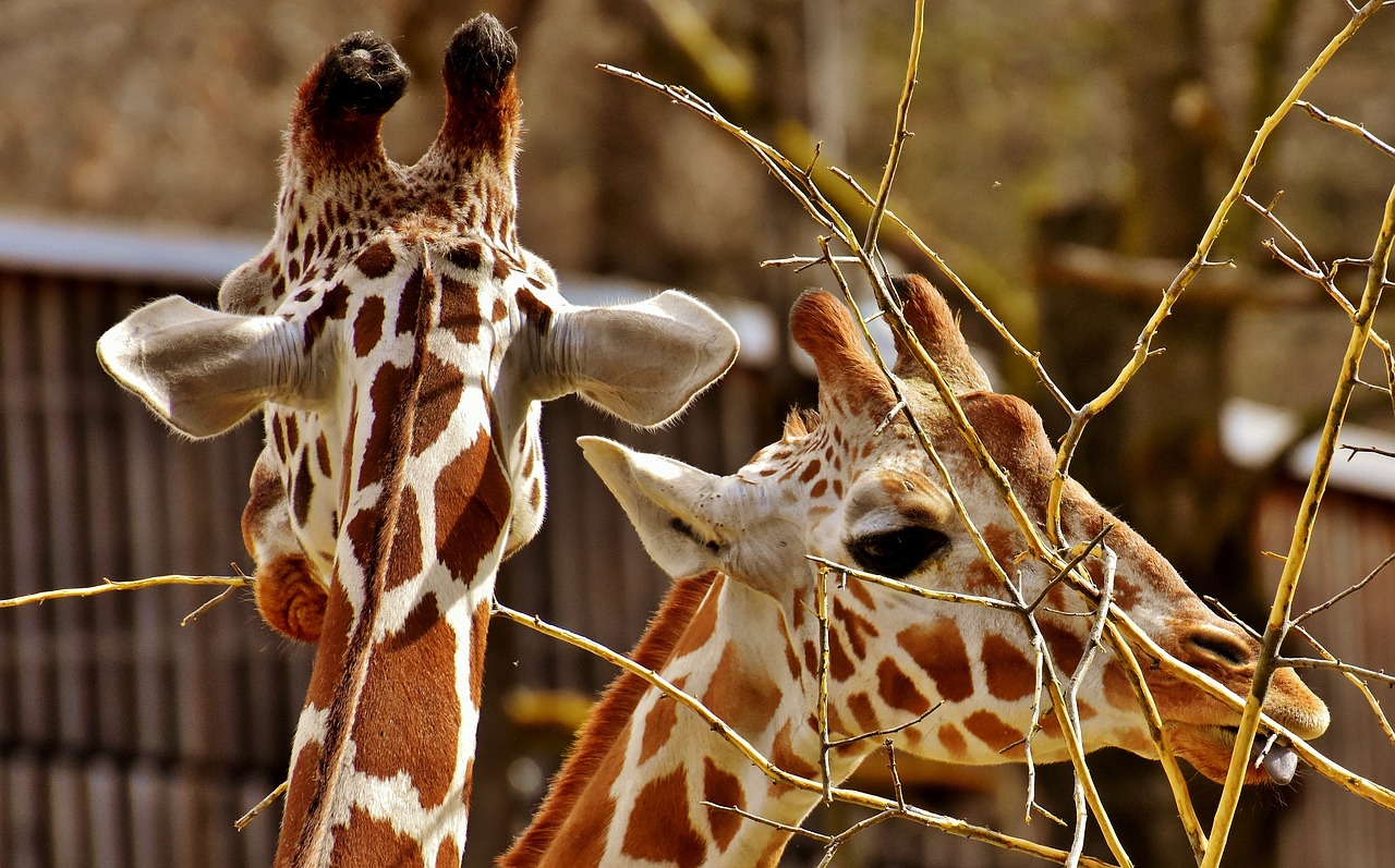 giraffe  zoo  animal free photo