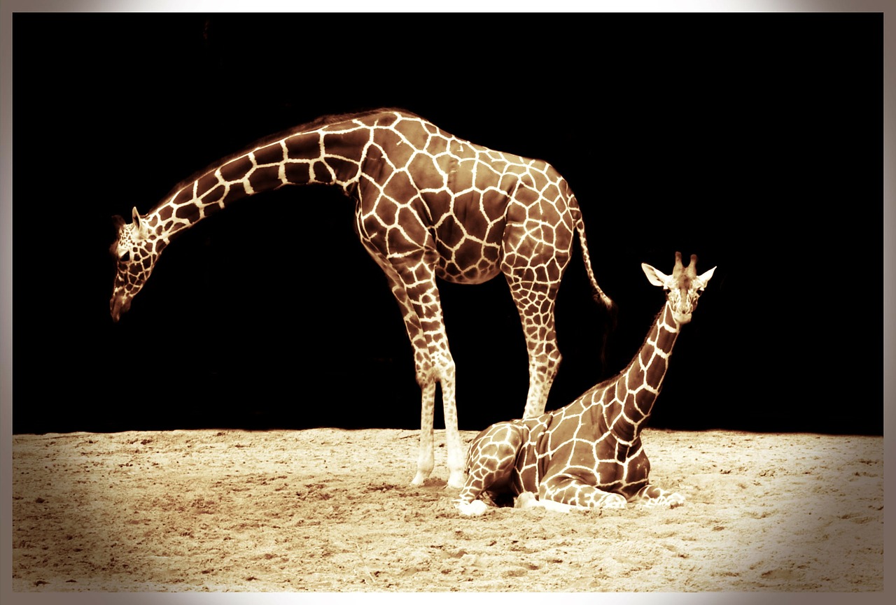 giraffe african animal free photo