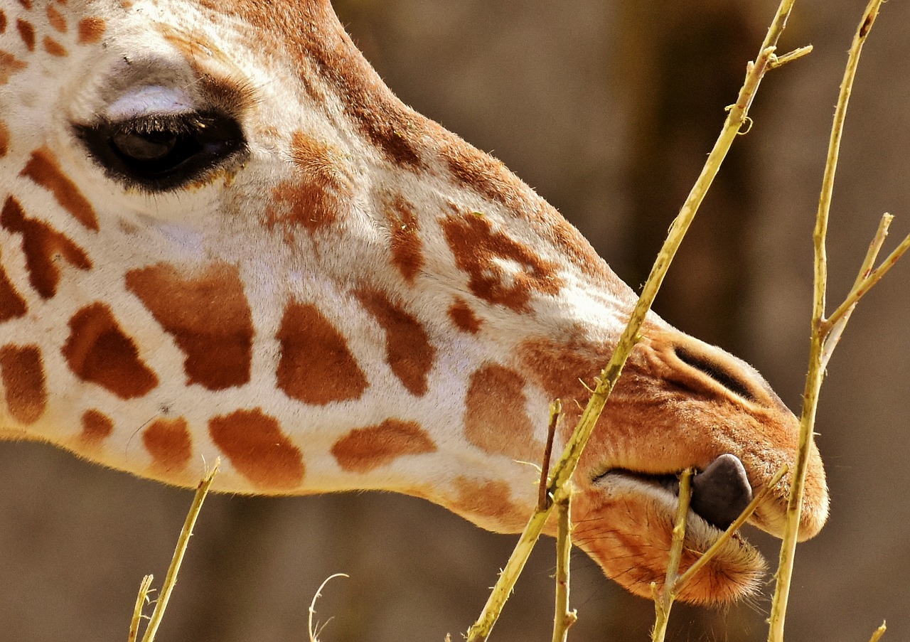 giraffe  zoo  animal free photo