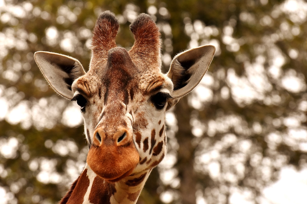 giraffe  zoo  animal free photo