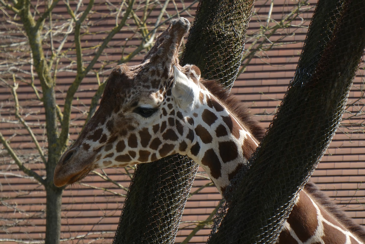 giraffe  zoo  blijdorp free photo