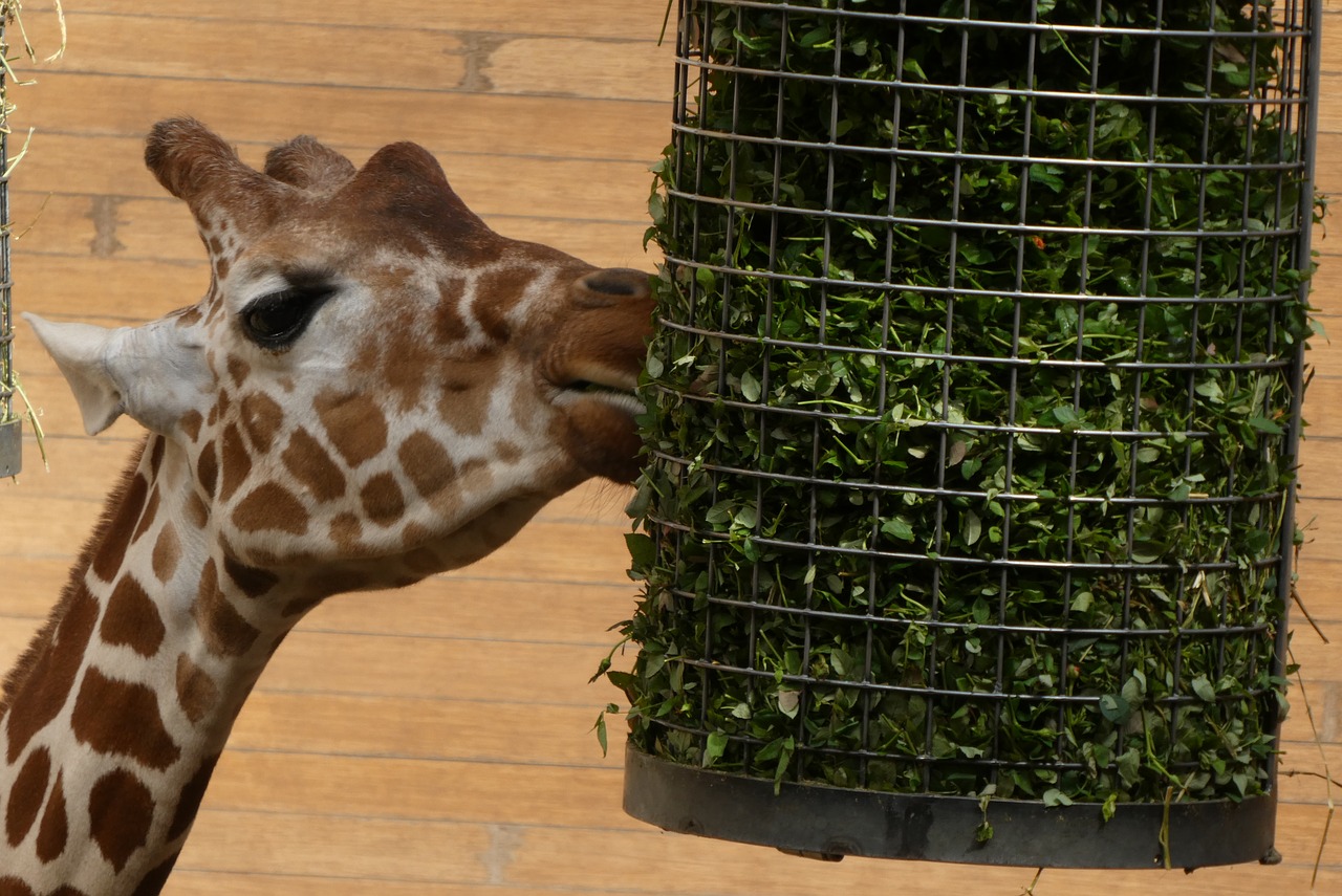 giraffe  green feeds  zoo free photo