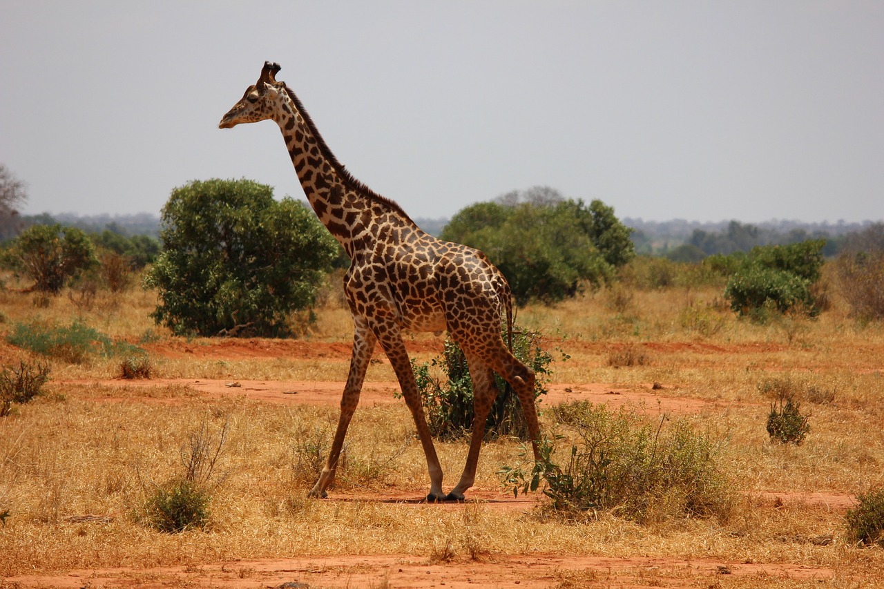 giraffe kenya tsavo free photo