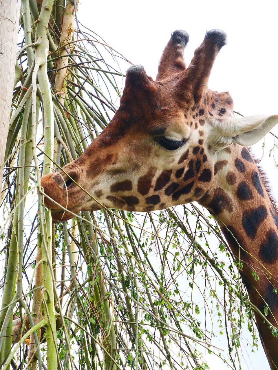 giraffe  nature  animal free photo