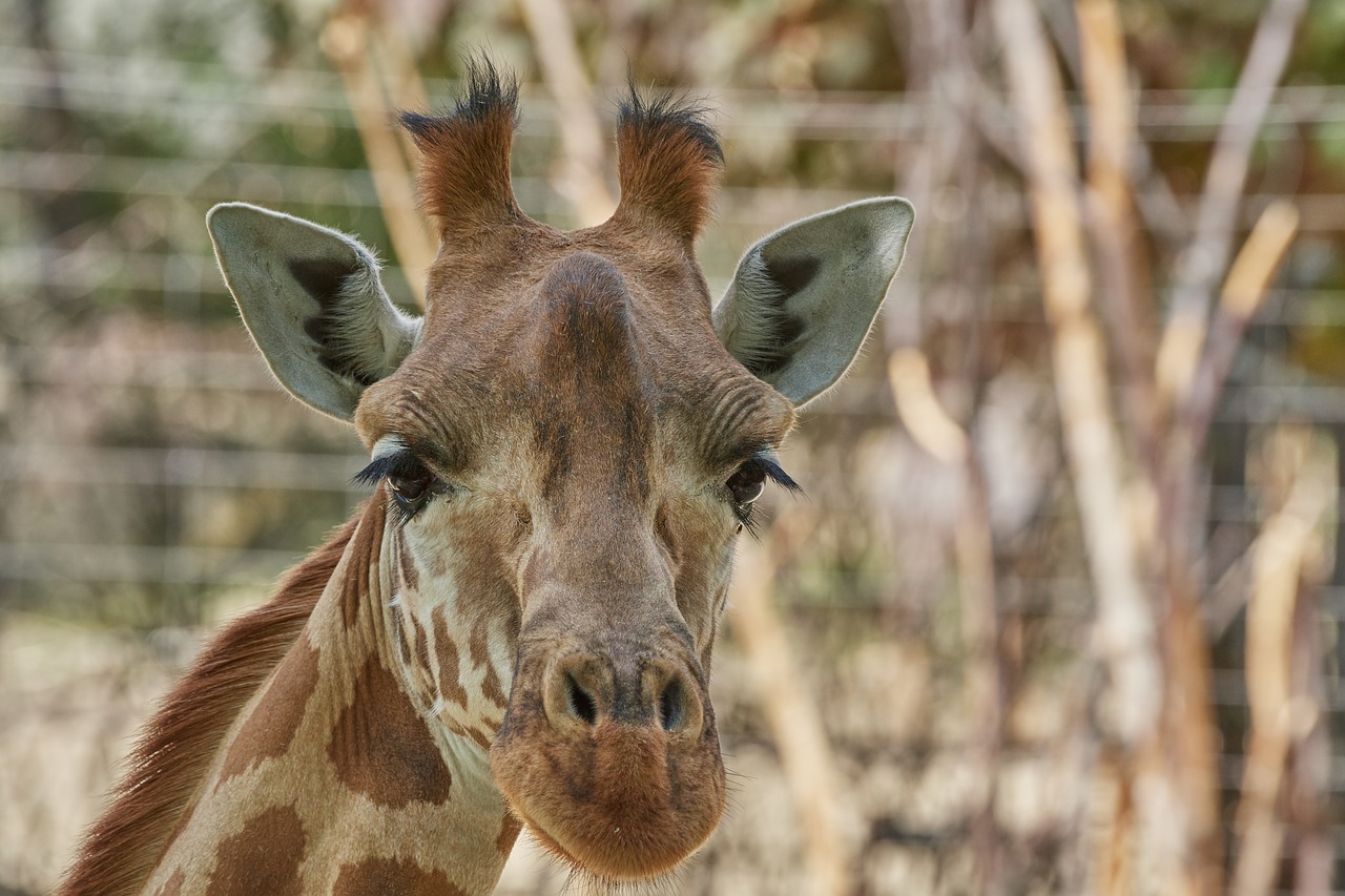 giraffe  nature  animal world free photo