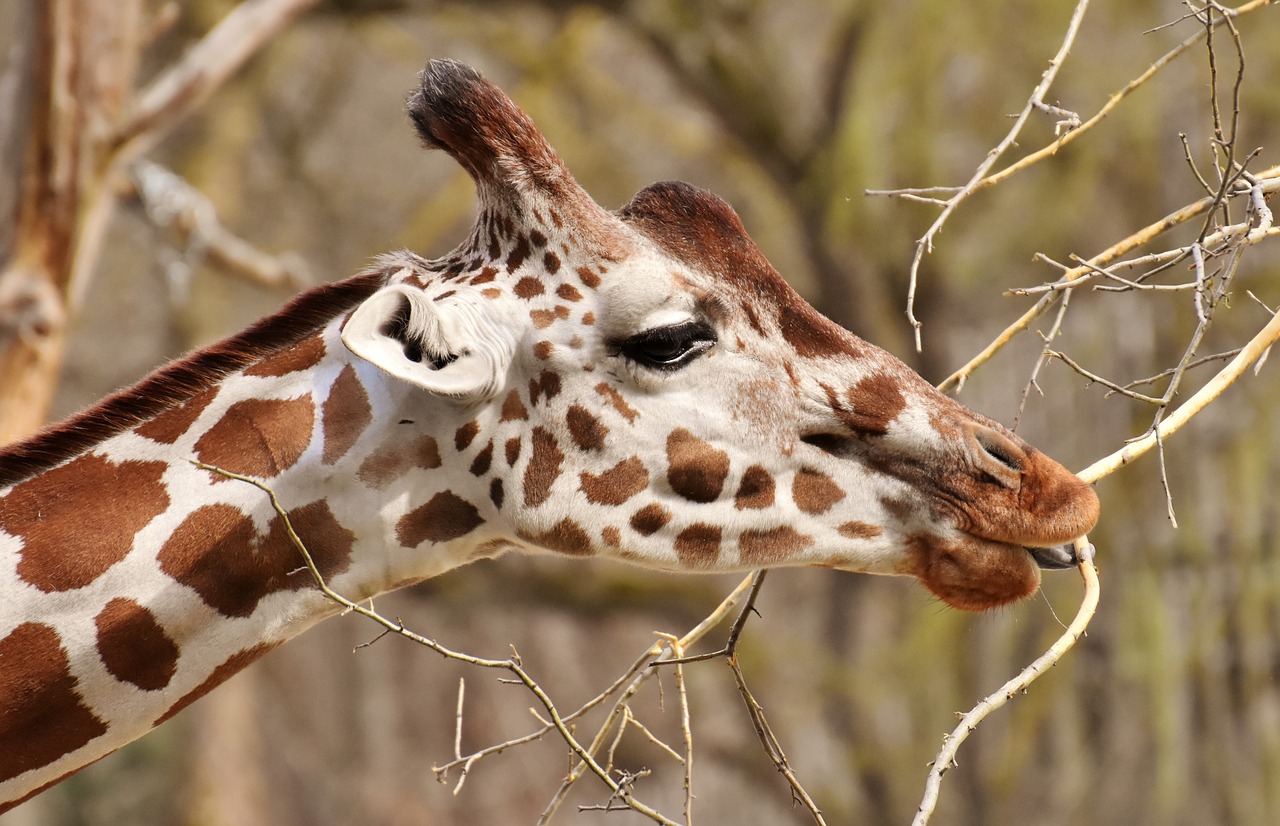 giraffe  zoo  animal free photo