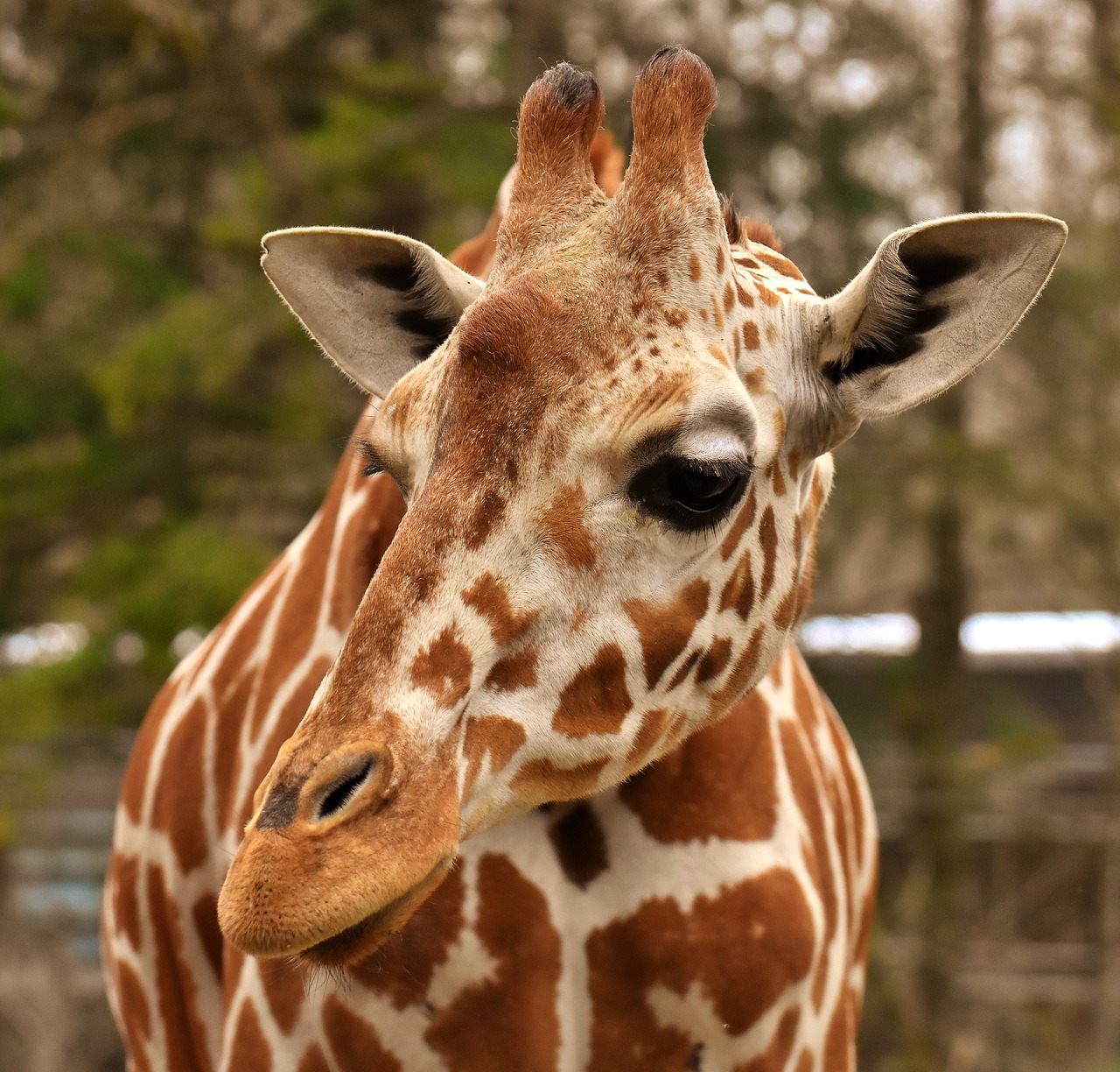 giraffe  zoo  animal free photo