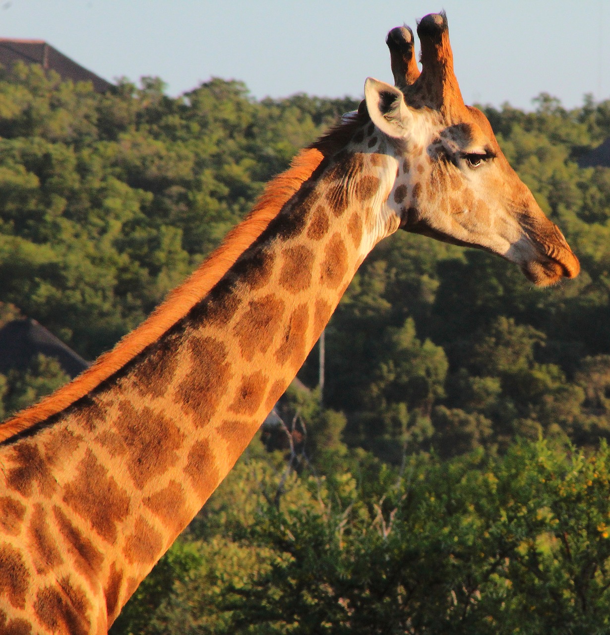 giraffe  nature  mammal free photo