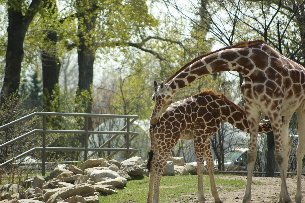 giraffe  zoo  animal free photo