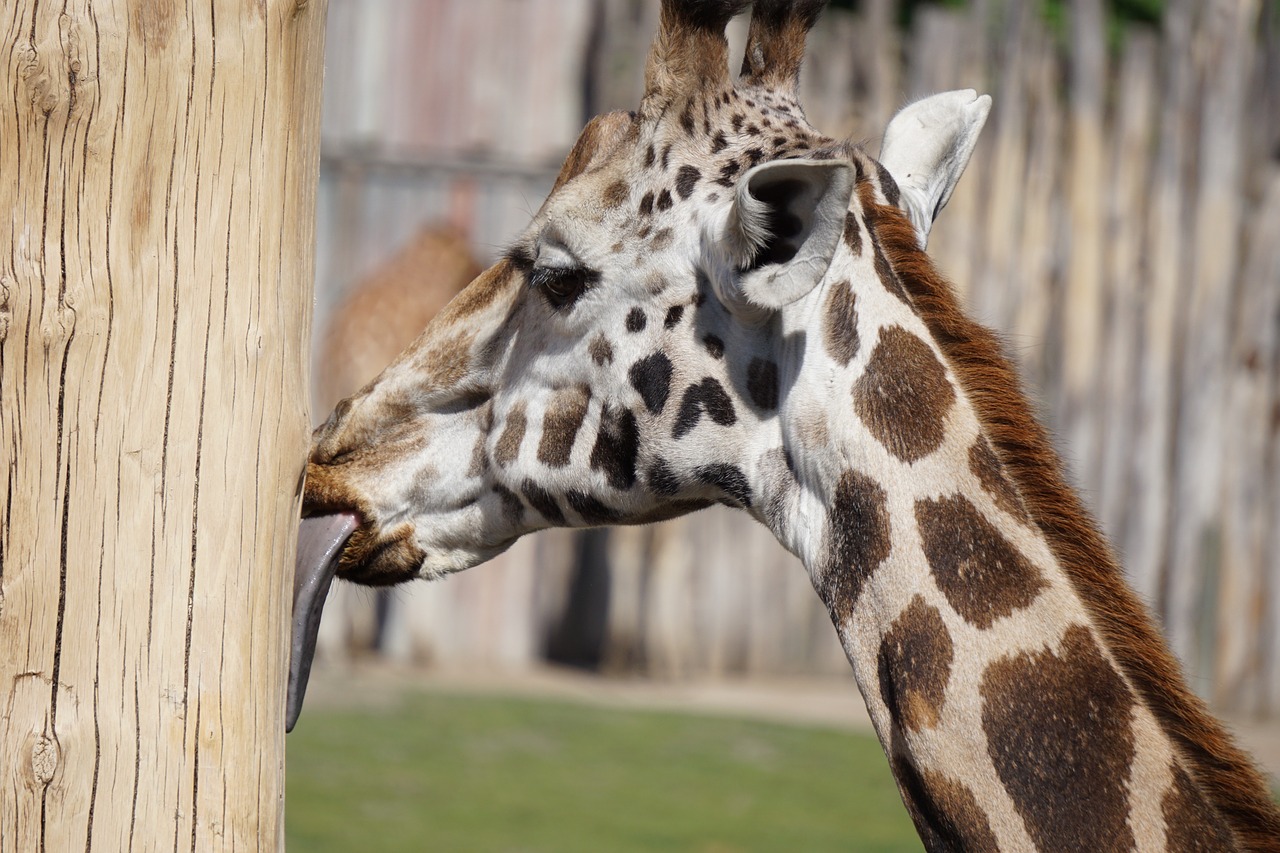 giraffe  tongue  zoo free photo