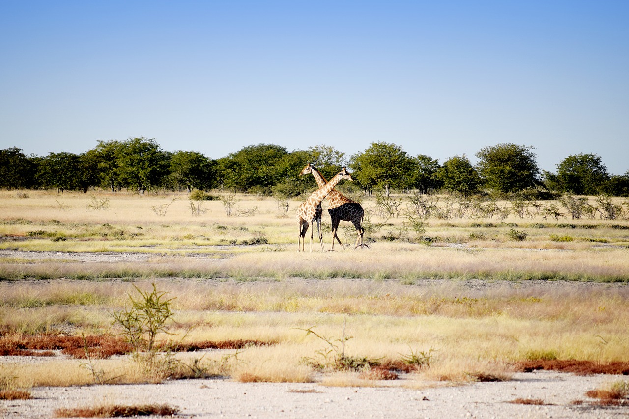 giraffe  cross  travel free photo