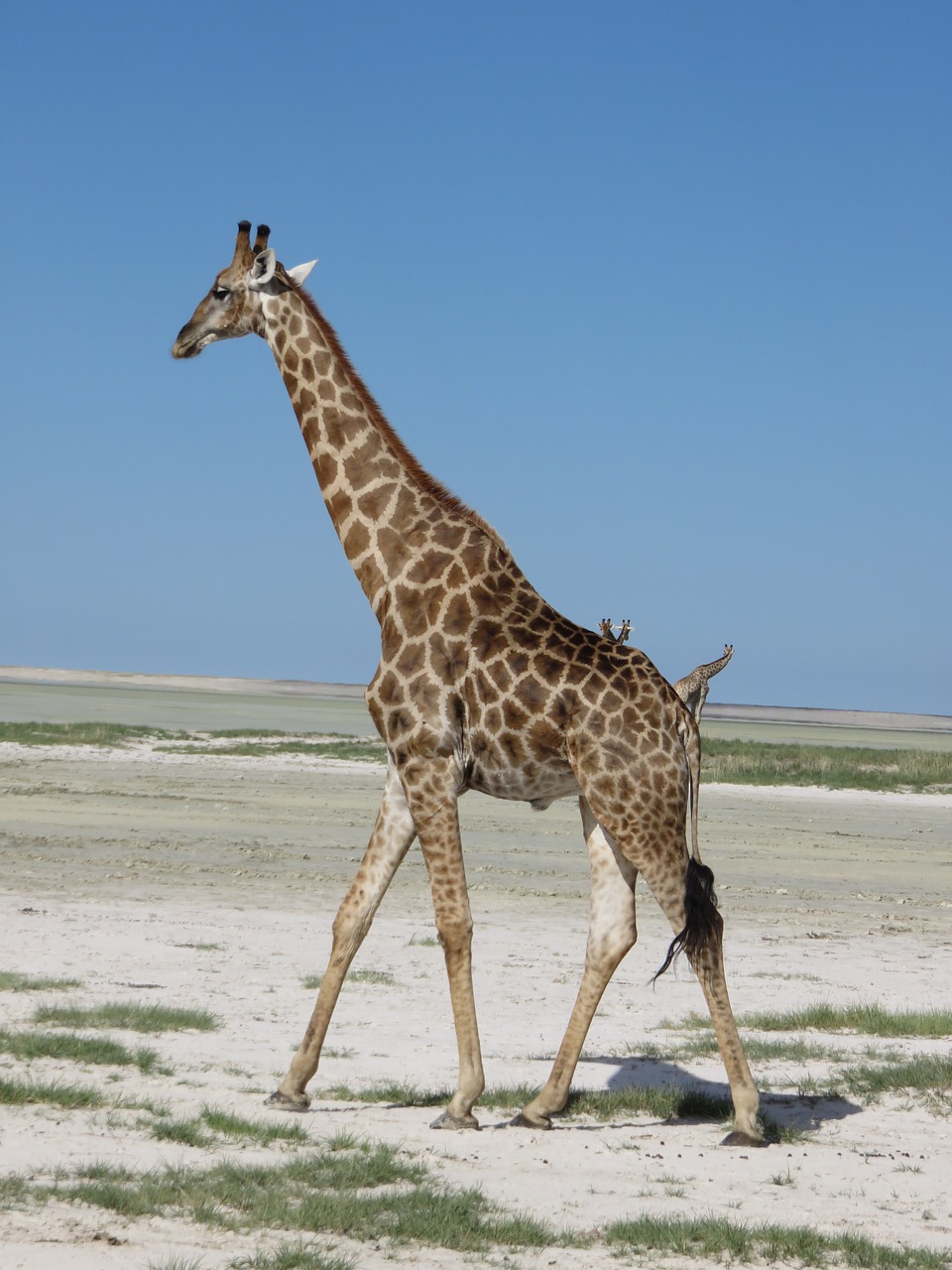 giraffe  etosha  desert free photo