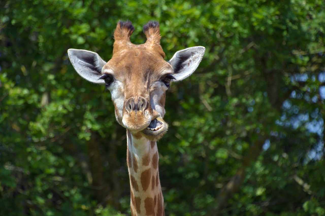 giraffe  head  portrait free photo