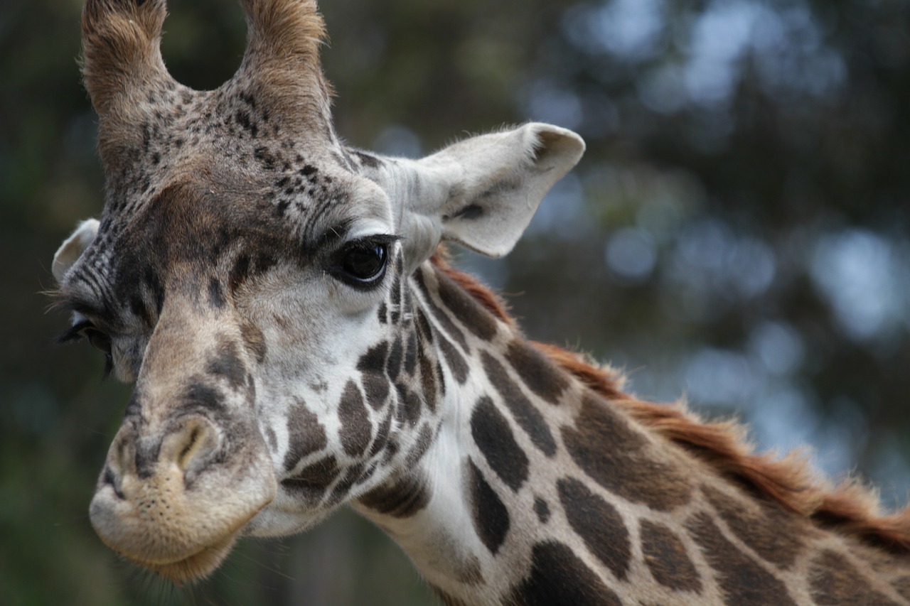 giraffe close-up animal free photo