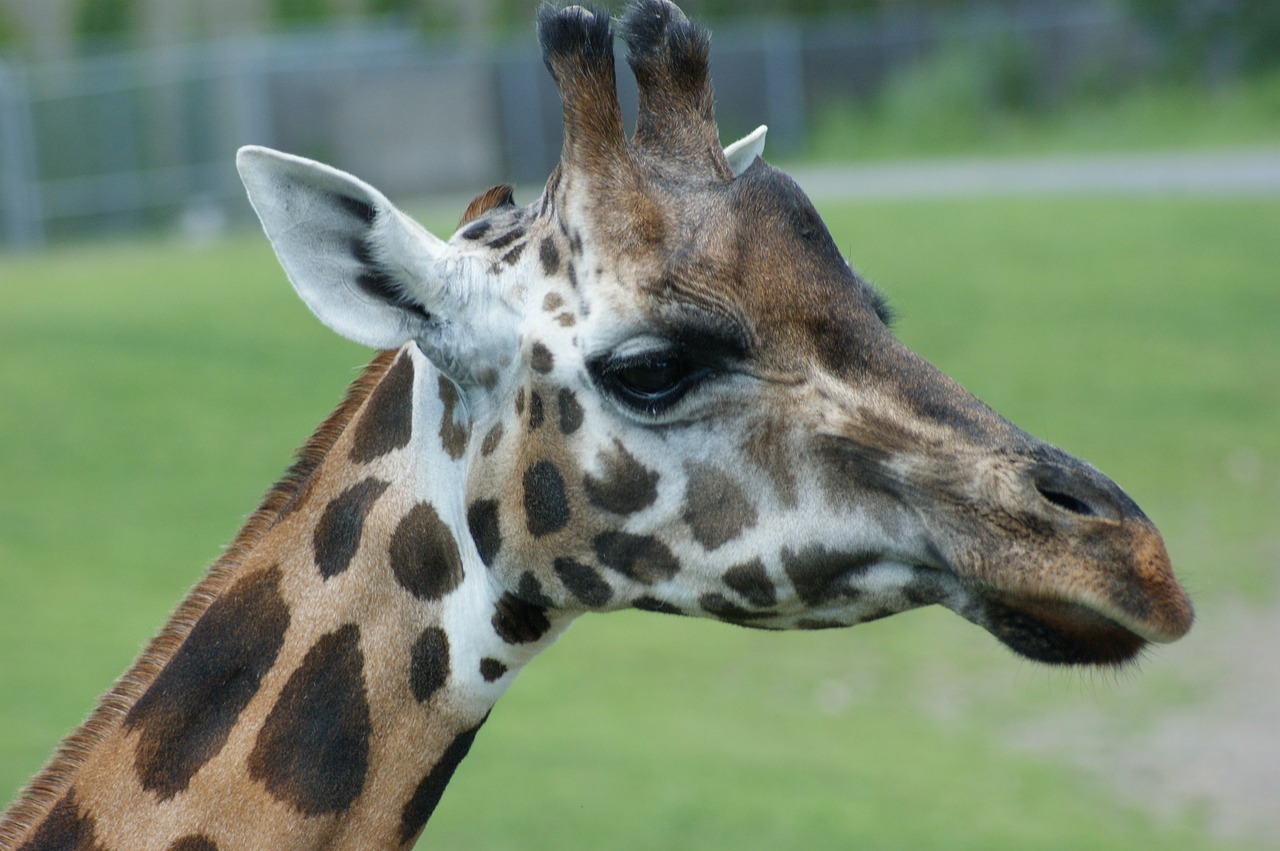 giraffe  animal  wildlife free photo