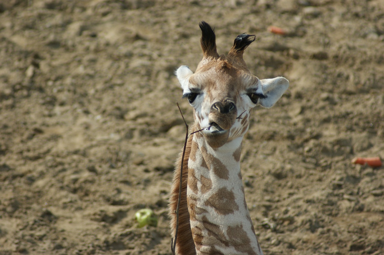 giraffe  mammal  wildlife free photo