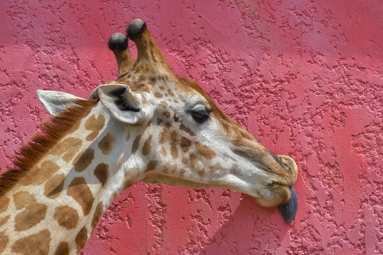 giraffe  head  language free photo