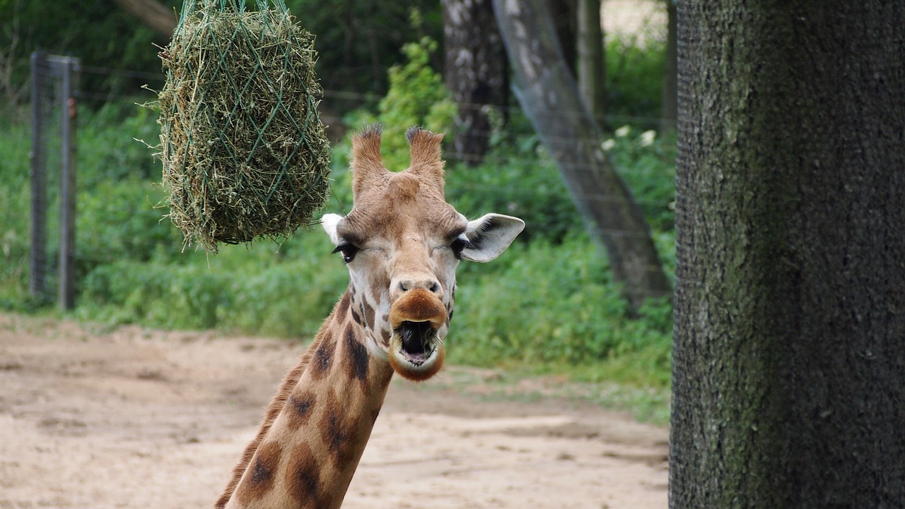 giraffe  zoo  close up free photo