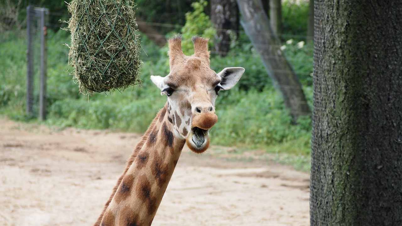 giraffe  zoo  close up free photo