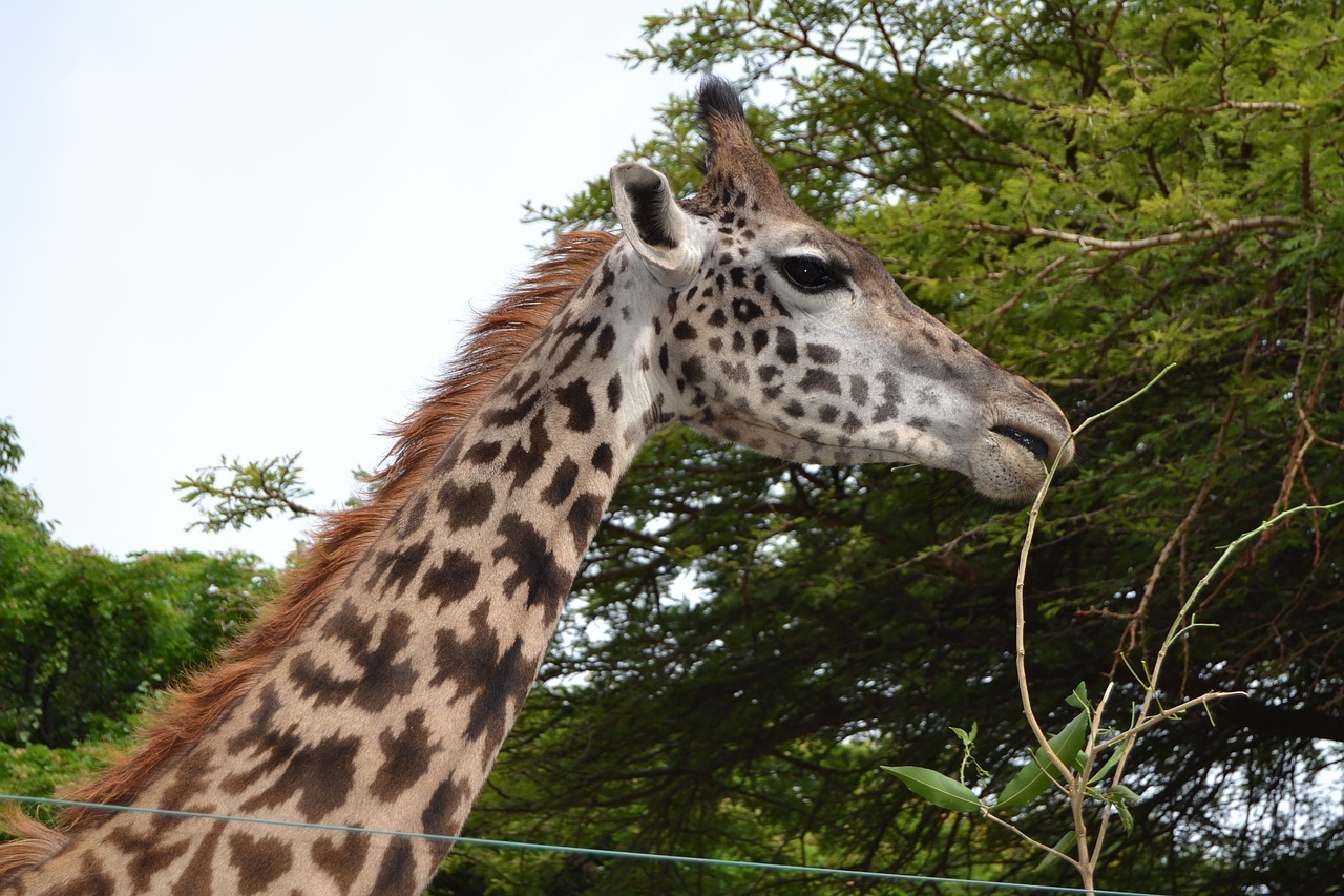 giraffe  wildlife  safari free photo