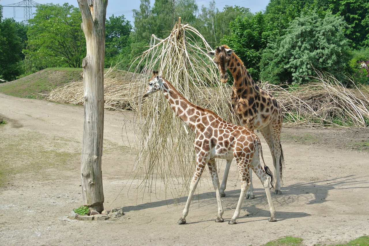 giraffe young nature free photo