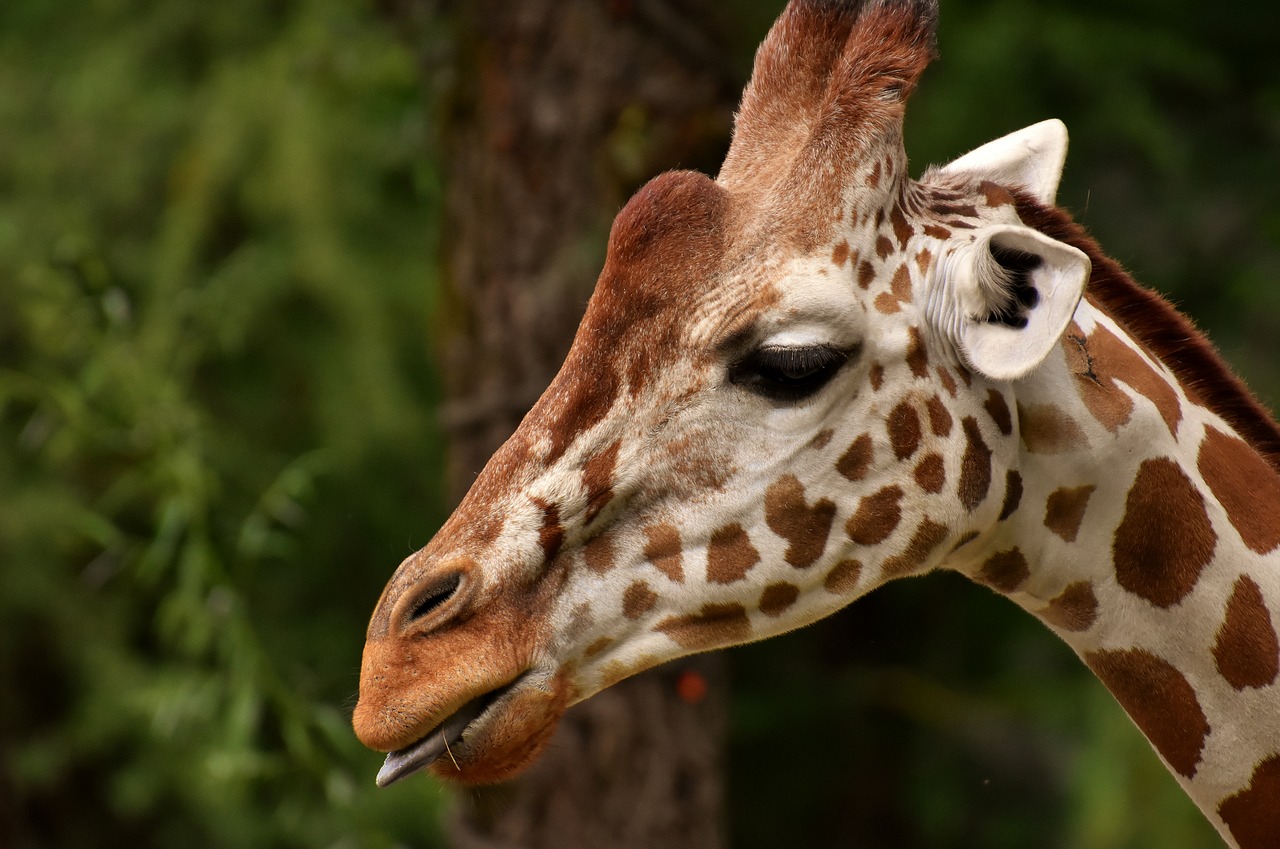 giraffe  zoo  animal free photo