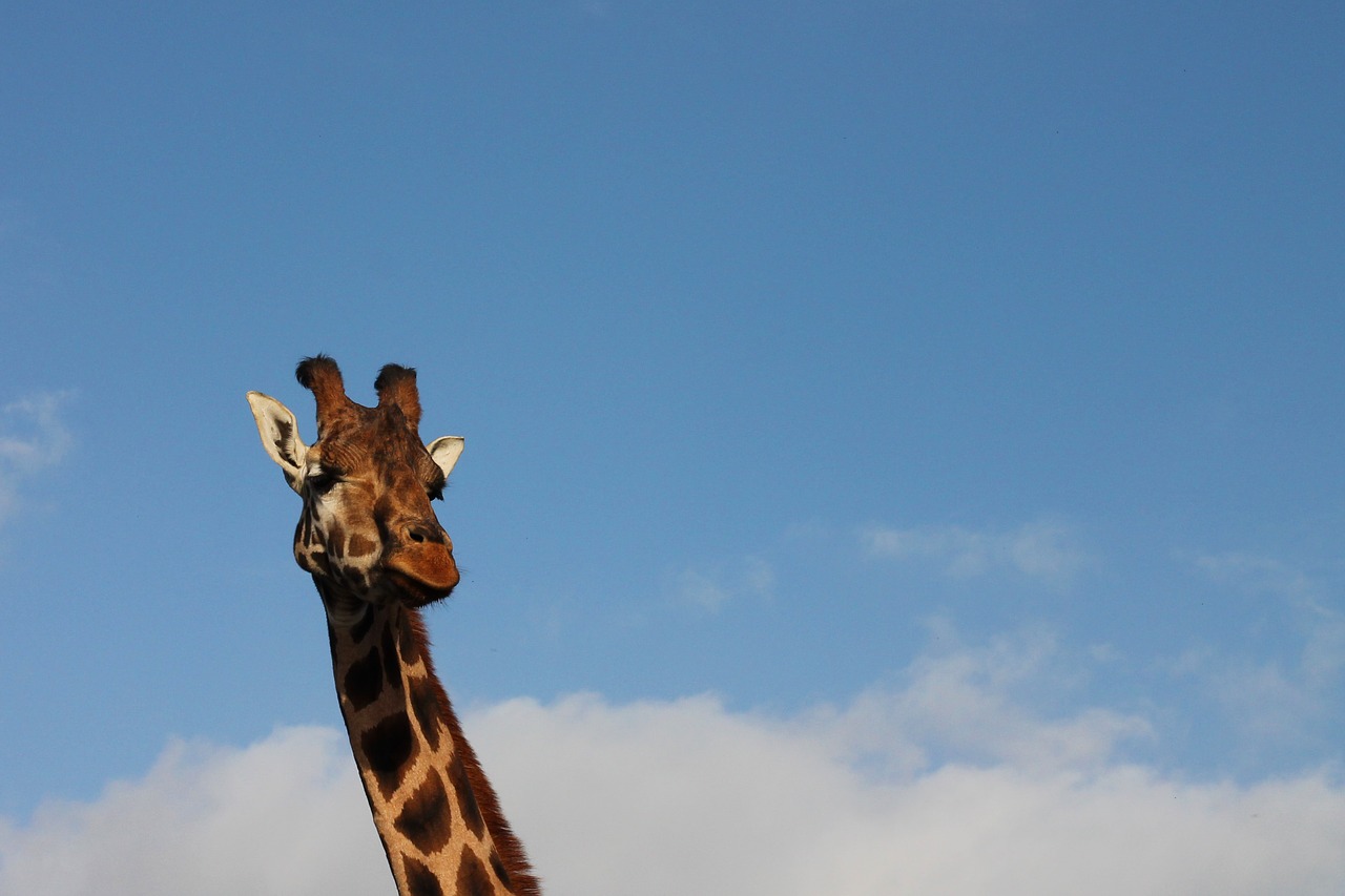 giraffe  sky  animal free photo