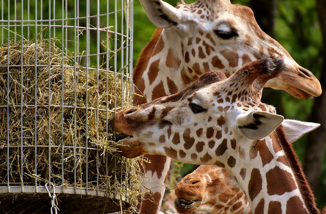 giraffe  zoo  animal free photo