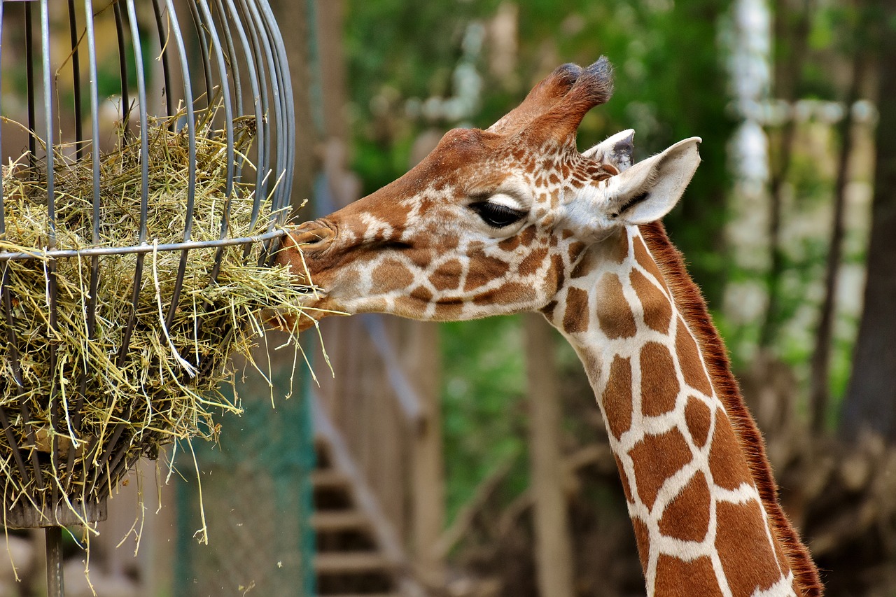 giraffe  zoo  animal free photo