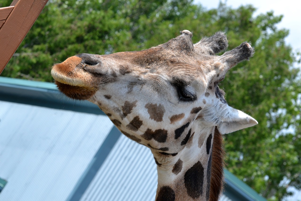 giraffe  zoo  animal free photo