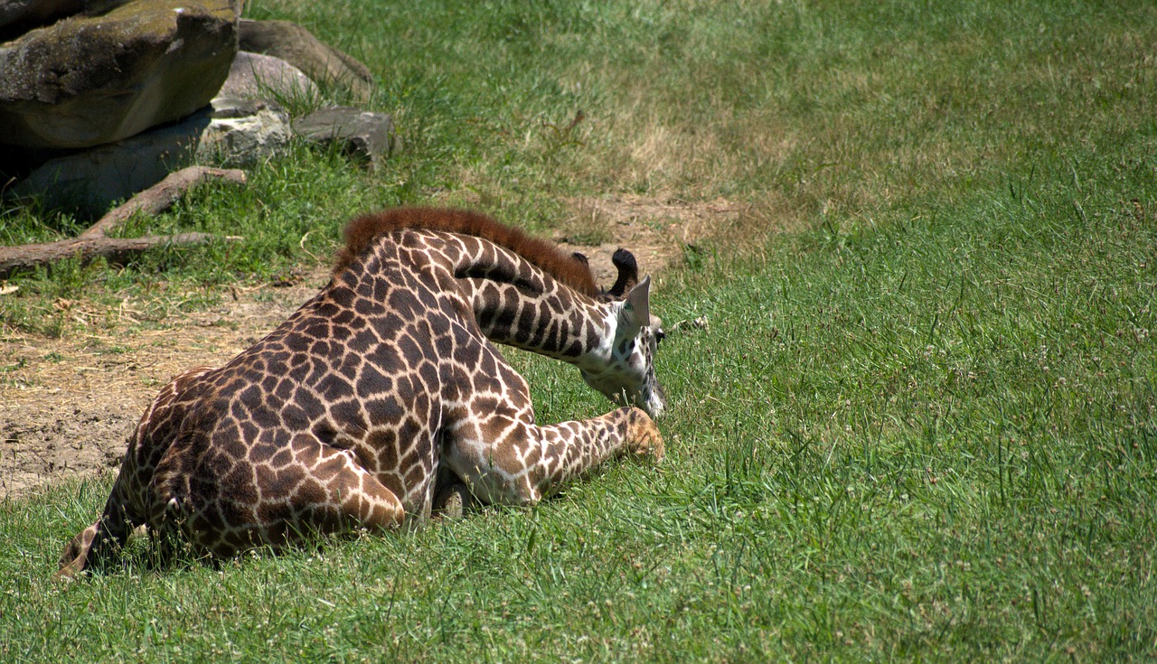giraffe  baby  zoo free photo