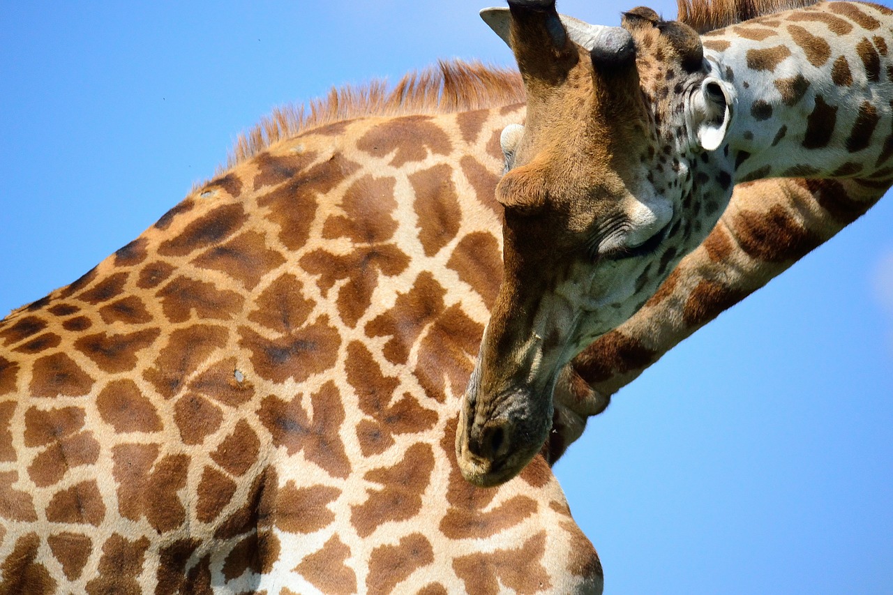 giraffe safari africa free photo
