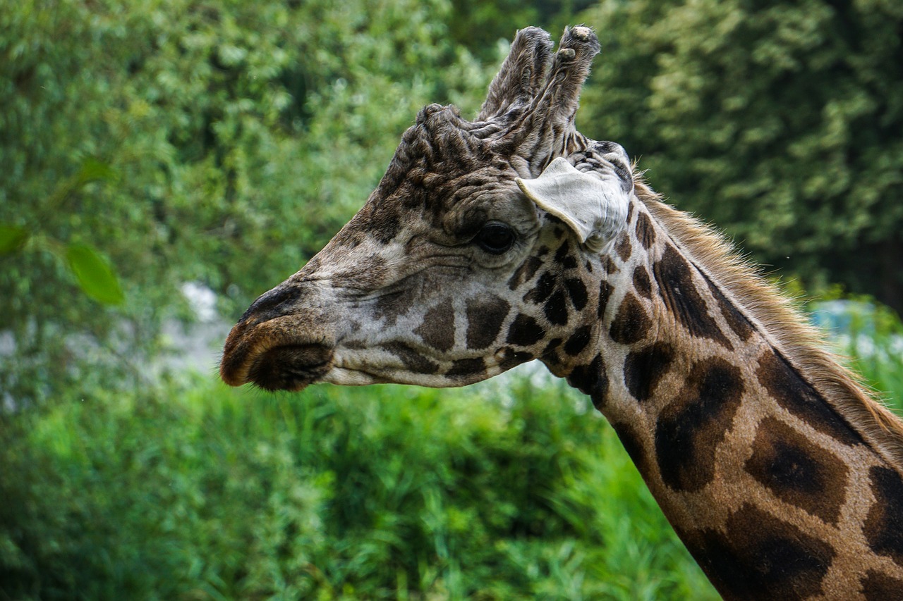 giraffe  zoo  animal portrait free photo