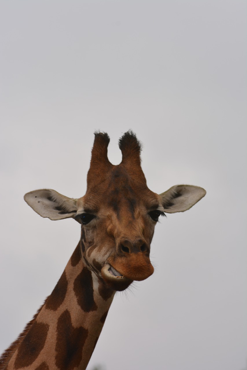 giraffe  head  close up free photo