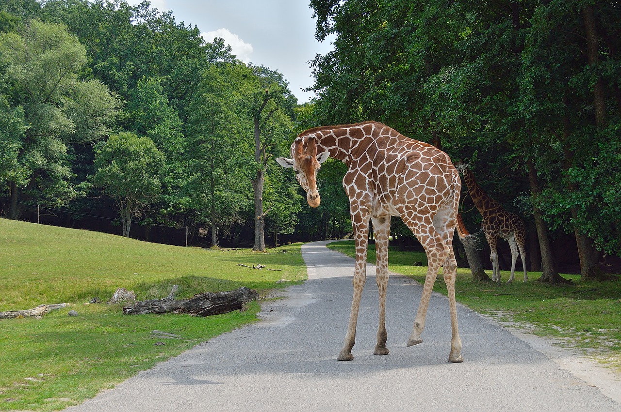 giraffe  zoological garden  safari free photo