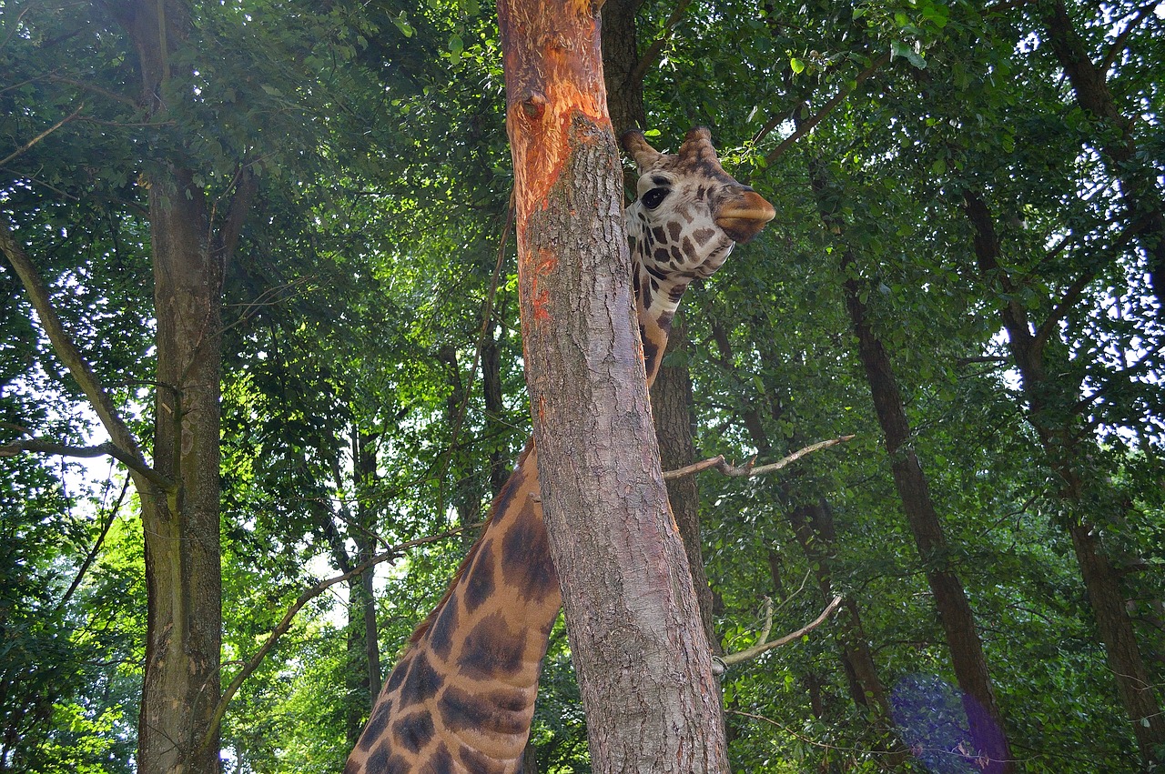 giraffe  zgryzanie crust  zoo free photo