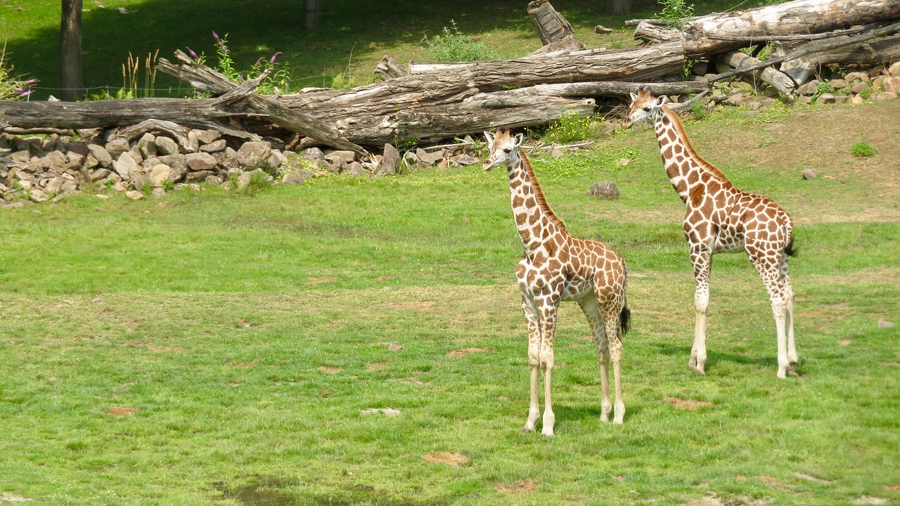 giraffe  zoo  animal world free photo