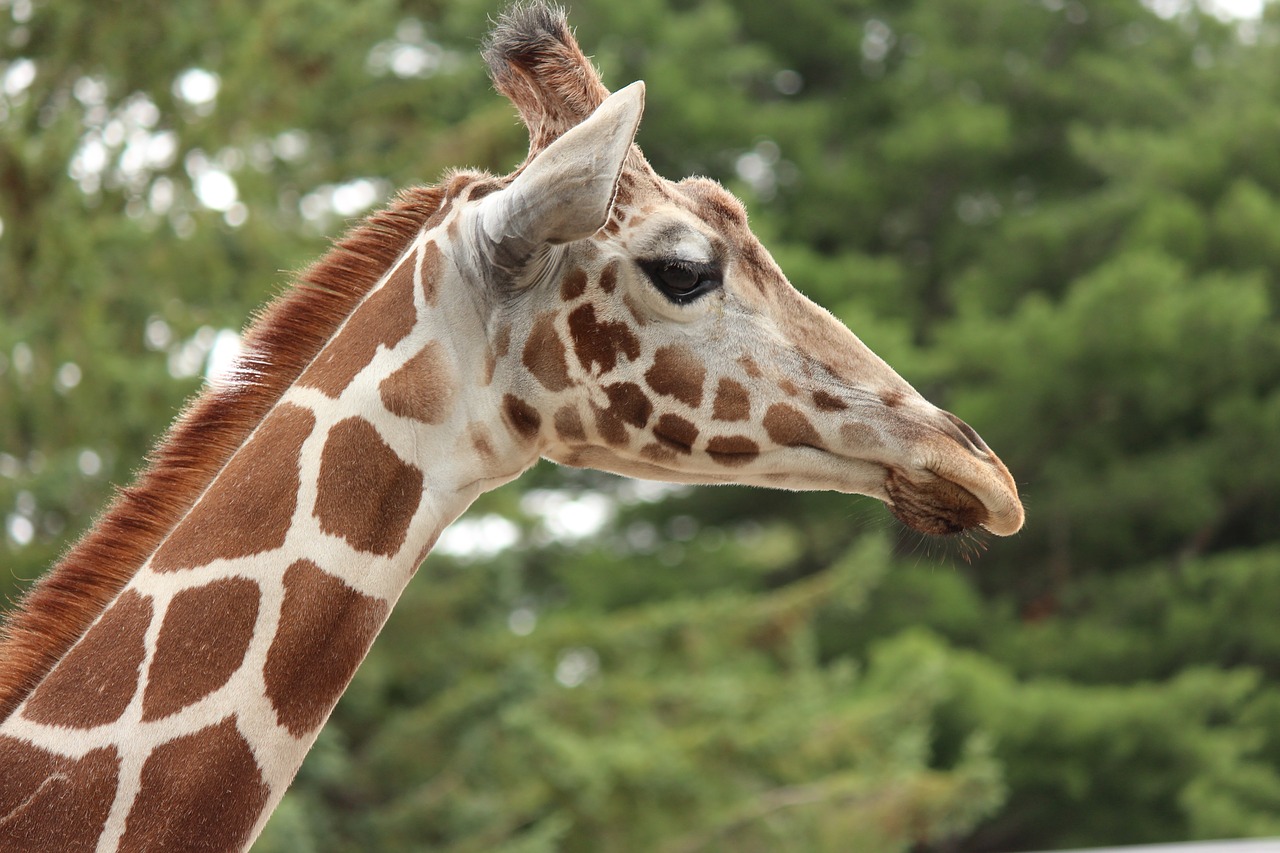 giraffe  animal  zoo free photo